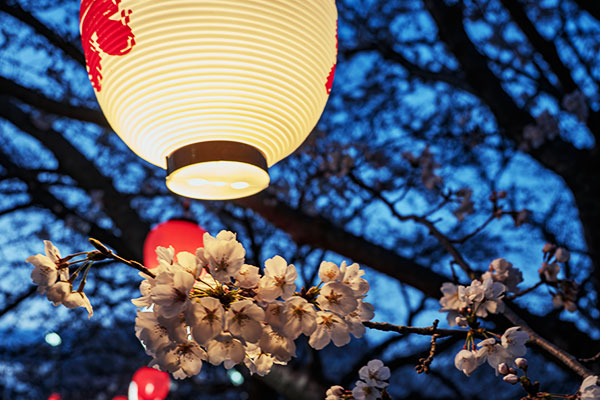 桜祭りの会場で桜の花を照らしているオリジナルのお祭り用提灯のイメージ画像